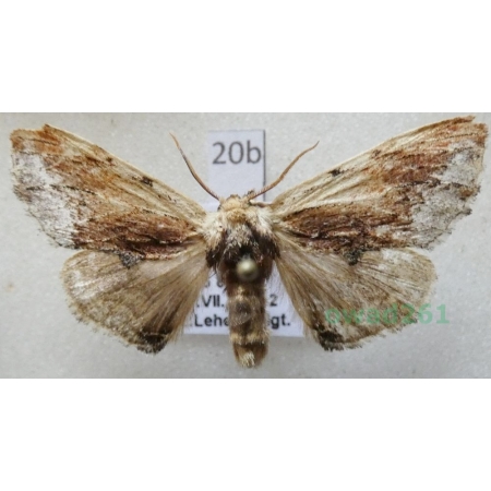 Ptilodon cucullina (Denis & Schiffermüller, 1775) Czech20b